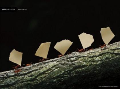 PapersWorldwide | Leaf Cutter Ants